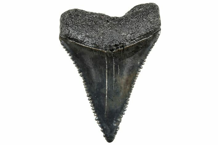 Serrated, Fossil Great White Shark Tooth - South Carolina #321928